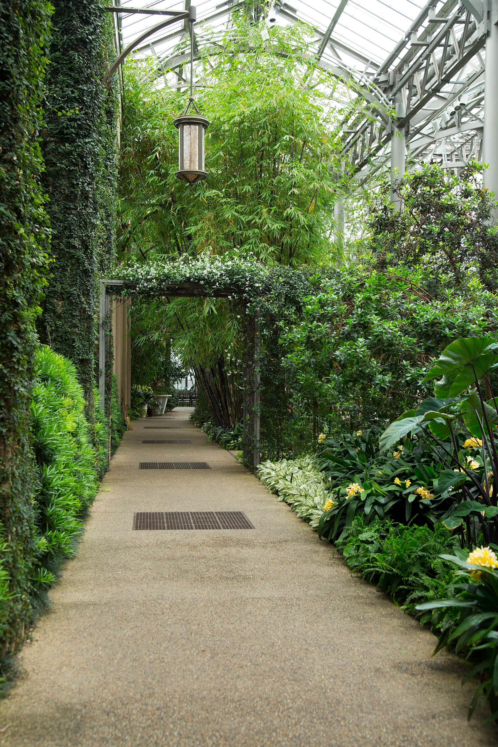 A garden path through planting